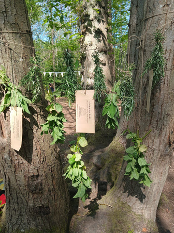 🔥🌿Celebrate the Wild: A Lammas Sister Circle Ceremony & Day Retreat 🌸✨  Saturday 2nd Aug 11am - Evening  🔥🌿