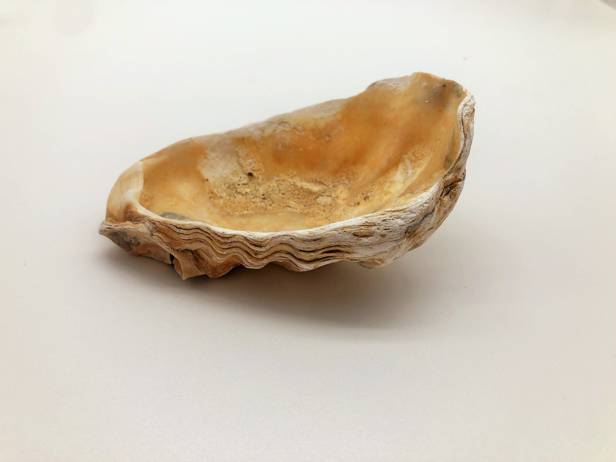 Ethically sourced natural Oyster Shell